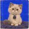 Pad Cat coin image